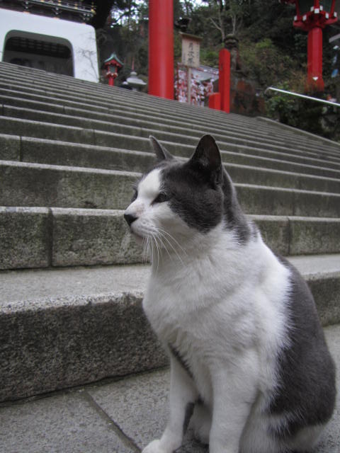 画像: 鳥居前のグレ