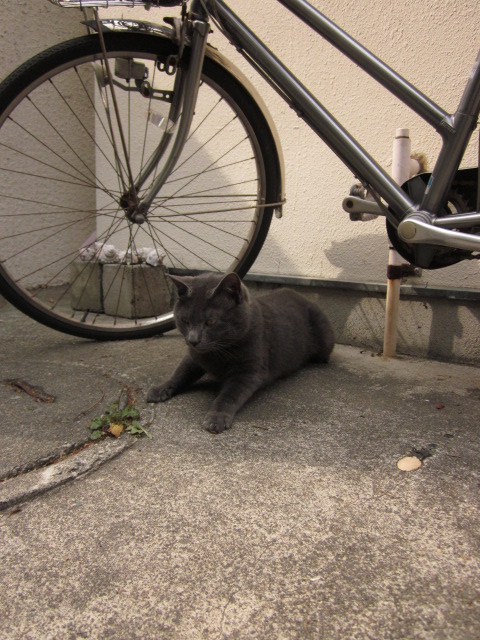 画像: 今日の江の島