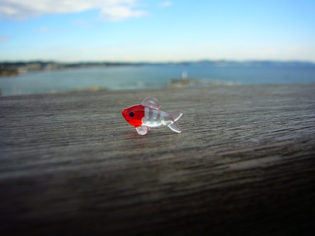 画像: 湘南の海江の島の赤い魚